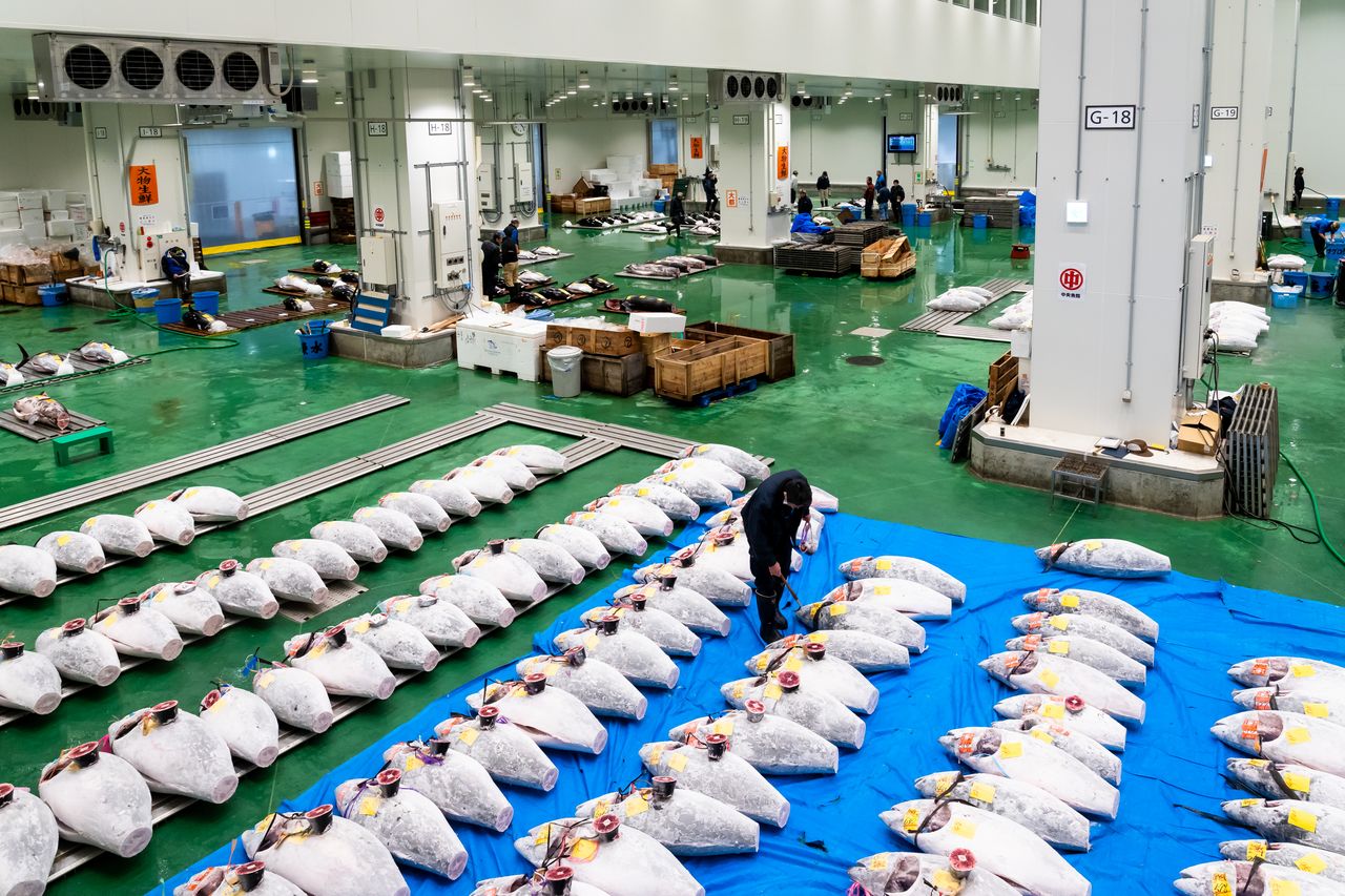 The view of the tuna auction floor from the first-floor observation deck. At far left are fresh tuna, not visible from the second-floor walkway.