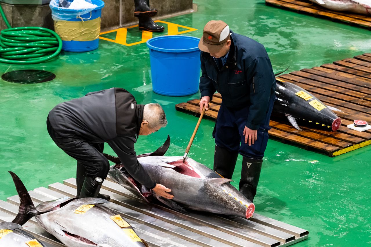 Brokers and dealers inspect the tuna with care prior to the auction.