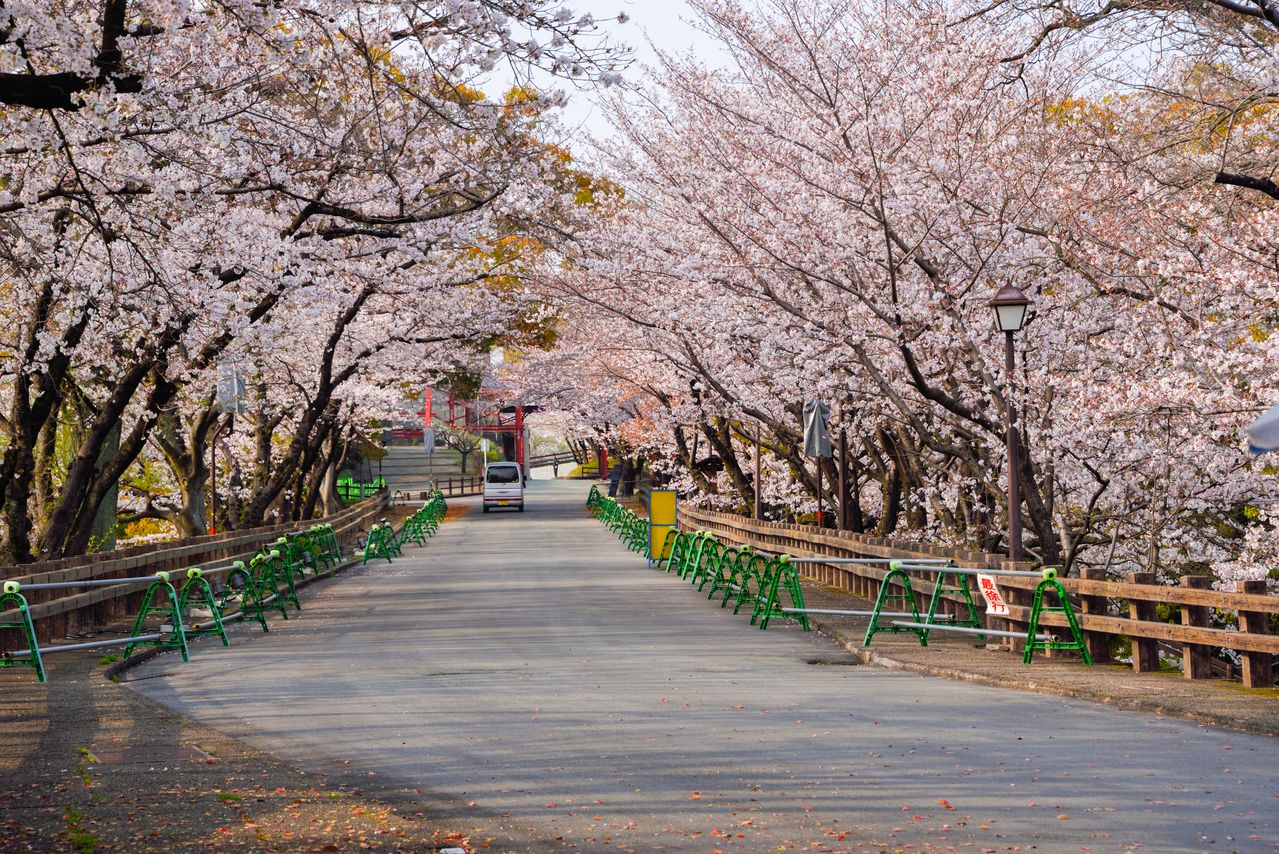 More than 60 somei yoshino cherry trees bloom along Miyukizaka slope.