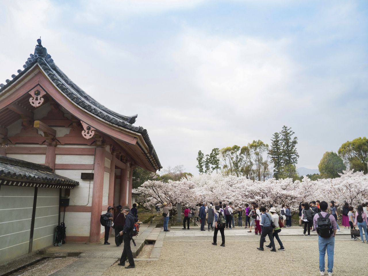 To the west past the Chūmon is an area full of <em>omuro-zakura</em> trees in bloom.