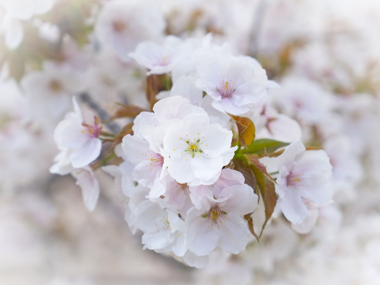 <em>Omuro-zakura</em> blossoms produce large flowers.