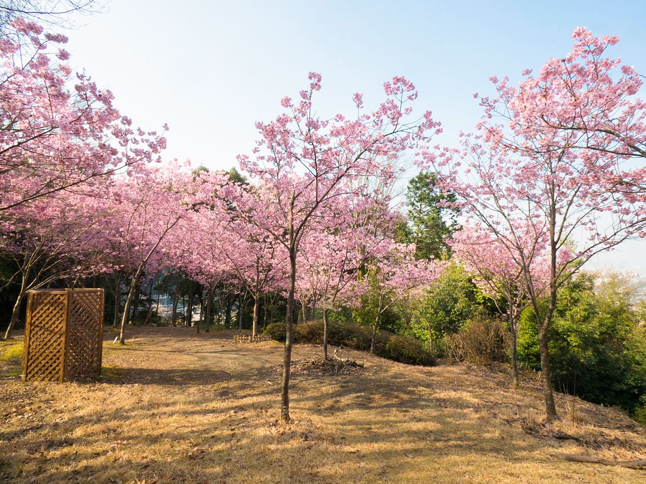 The Ōkaen grove of <em>yōkō</em> cherries covers the hillside in pink glory. 