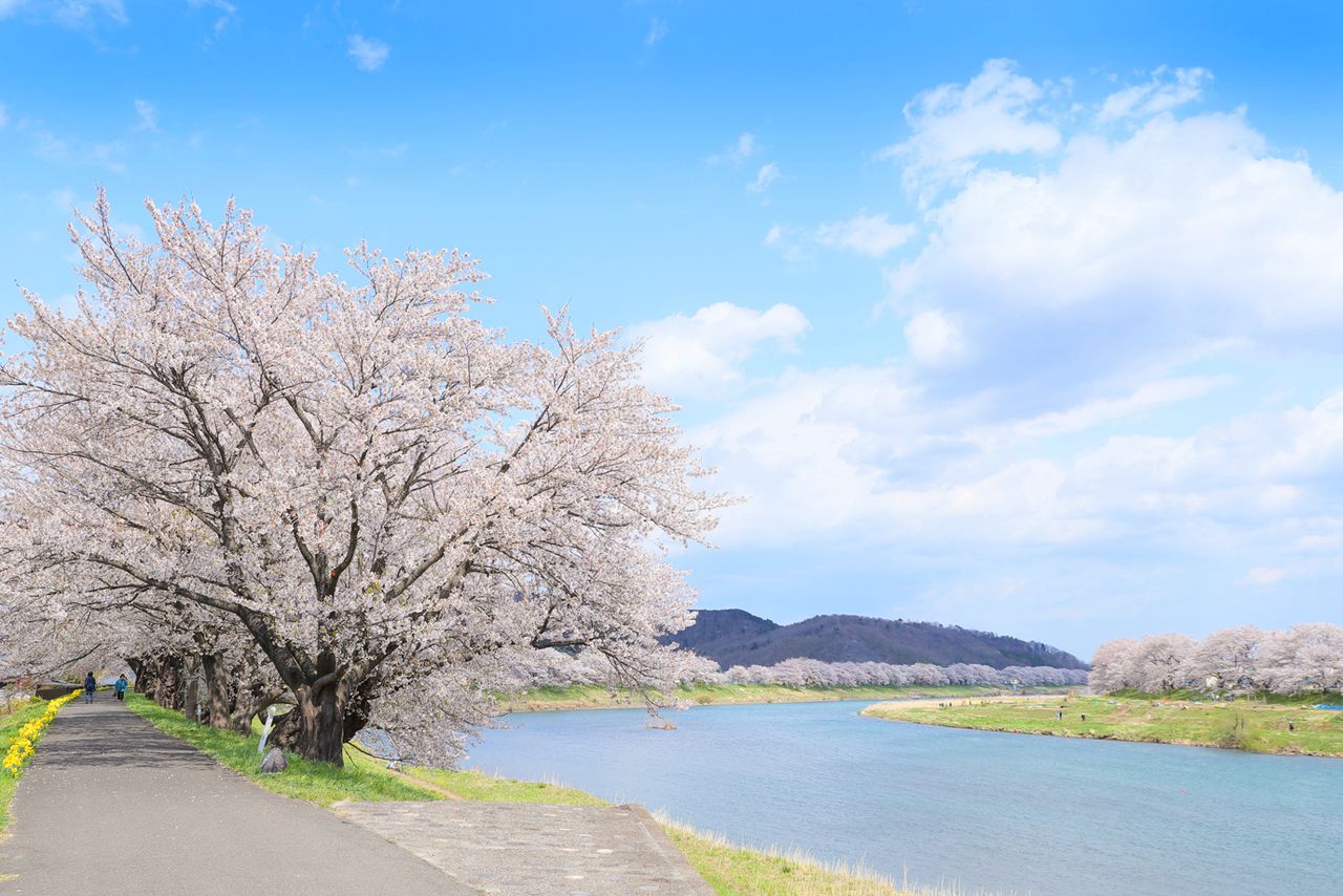 Pink blossoms are striking against the blue sky. (Photo courtesy of the Ōgawara Town Commerce, Industry and Sightseeing Division)