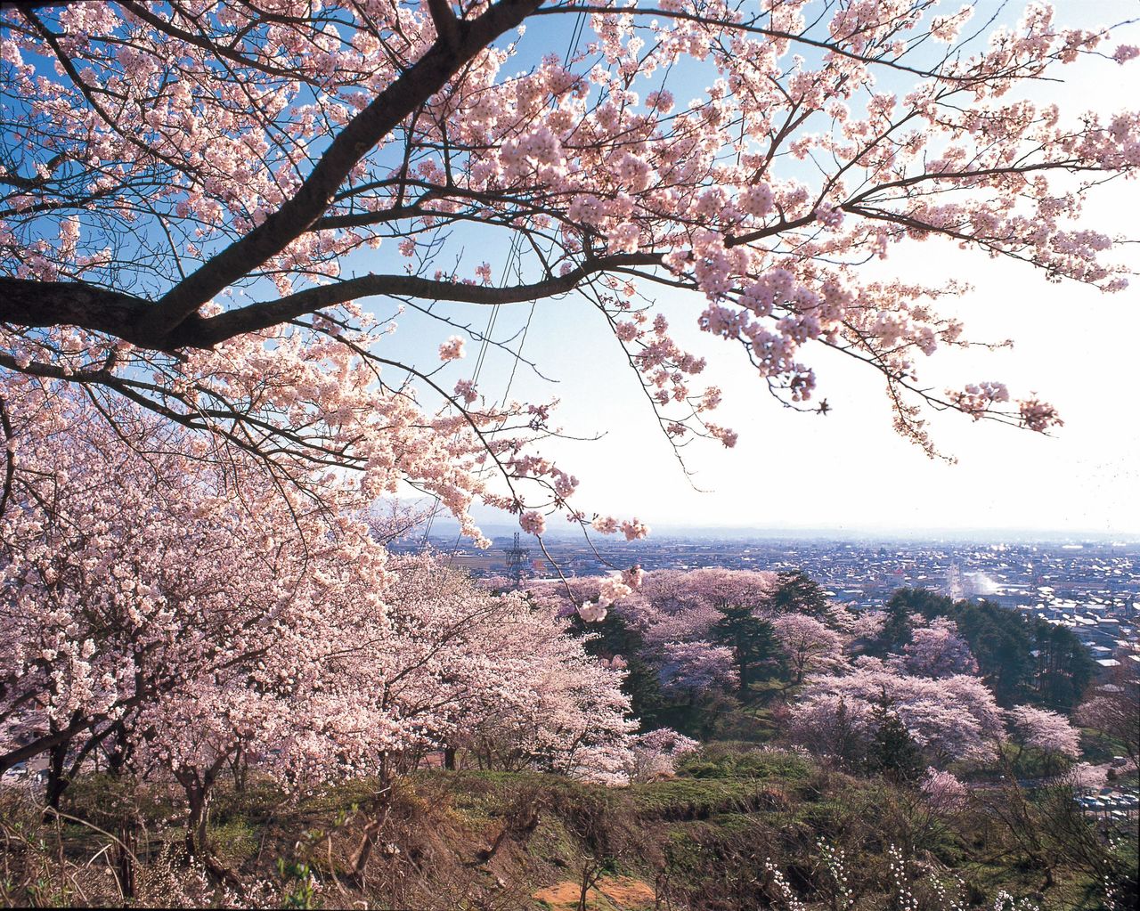 The trees of Eboshiyama overlook a hot-spring resort. (Photo courtesy of the Yamagata Products Society)