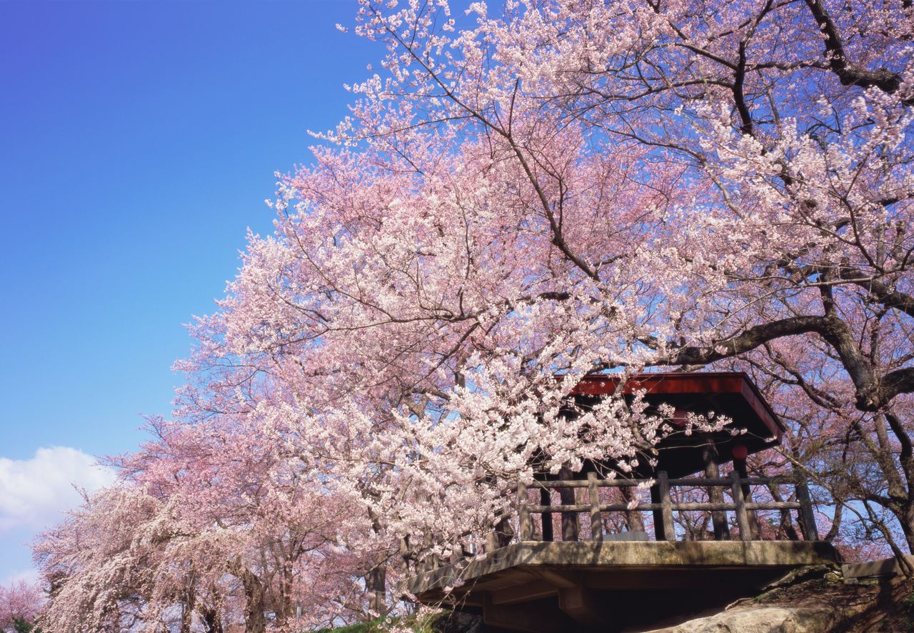 The park is home to second-generation cherry trees of well-known varieties. (Photo courtesy of the Nan’yō City Tourism Association)