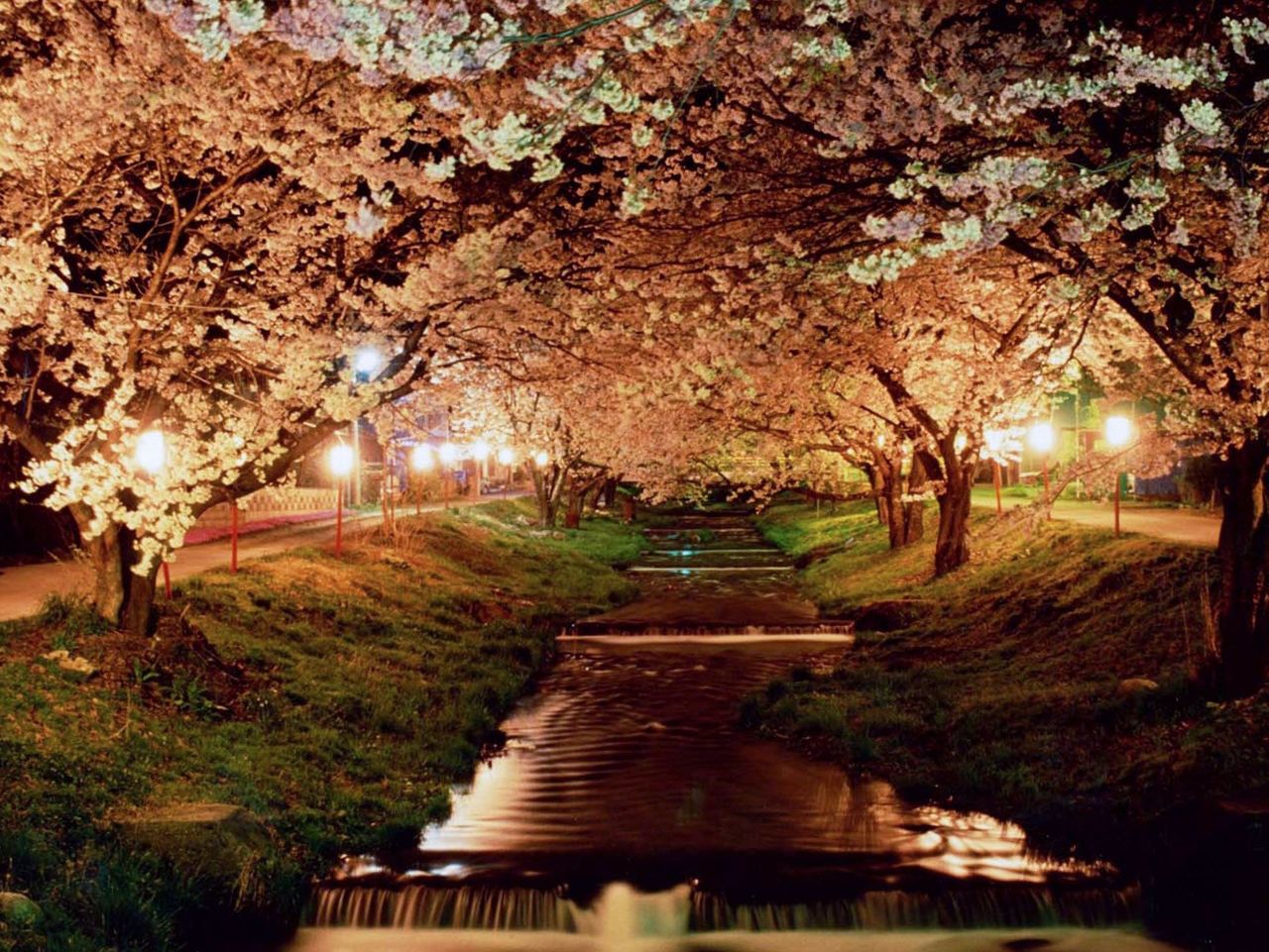 Cherry blossoms by night. (Photo courtesy of the Inawashiro Town Tourism, Commerce, and Industry Division)
