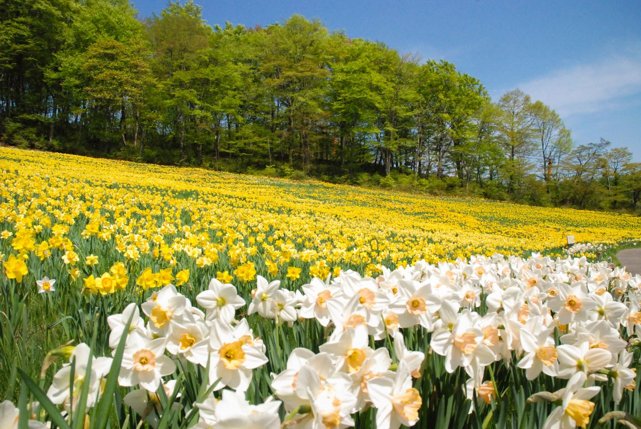 Springtime Carpets Of Yellow Flowers In Miyagi Prefecture Nippon Com