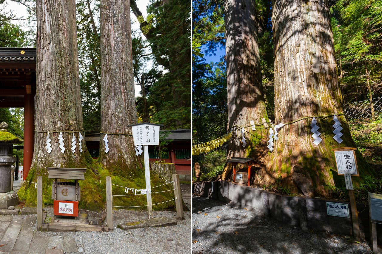 These pairs of cryptomeria trees joined at the roots are held to bring good fortune in romance, relations between married couples, and family life. At left are the Oyako-sugi, “parent and child cedars,” and at right are the Koibito-sugi, the “lovers’ cedars.”