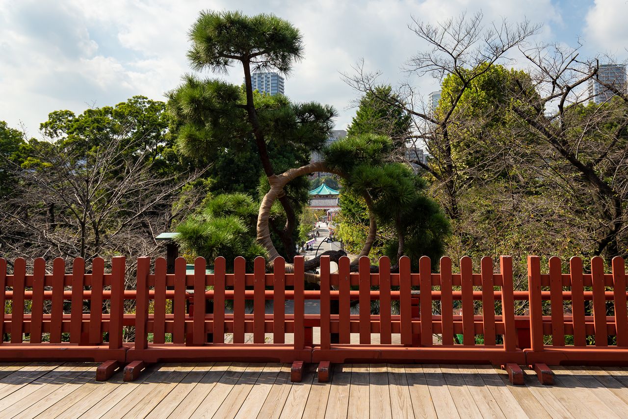 The Bentendō in Shinobazu Pond, viewed through the trunk of the Tsuki no Matsu at Kiyomizu Kannondō.