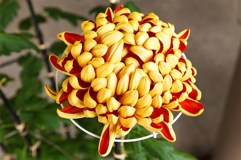 The Chrysanthemum: Flower of Emperors