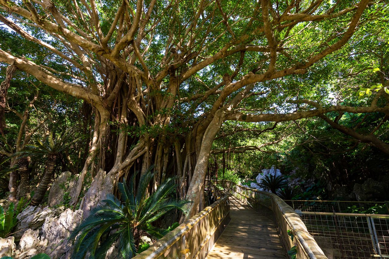 Chinese banyan and other subtropical vegetation can also be viewed up close on the wheelchair-accessible trail.