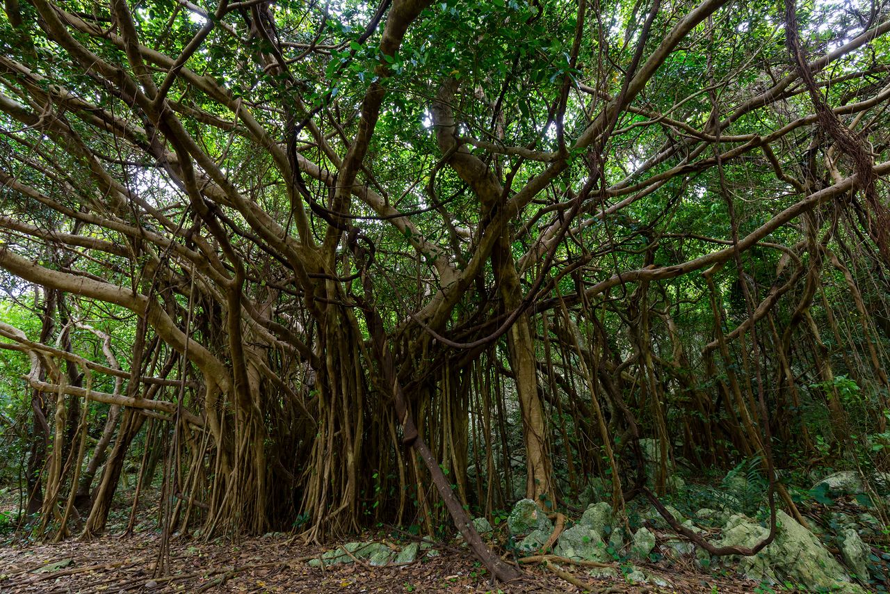The Banyan of Happiness, where some say one can hear the voices of the spirits.