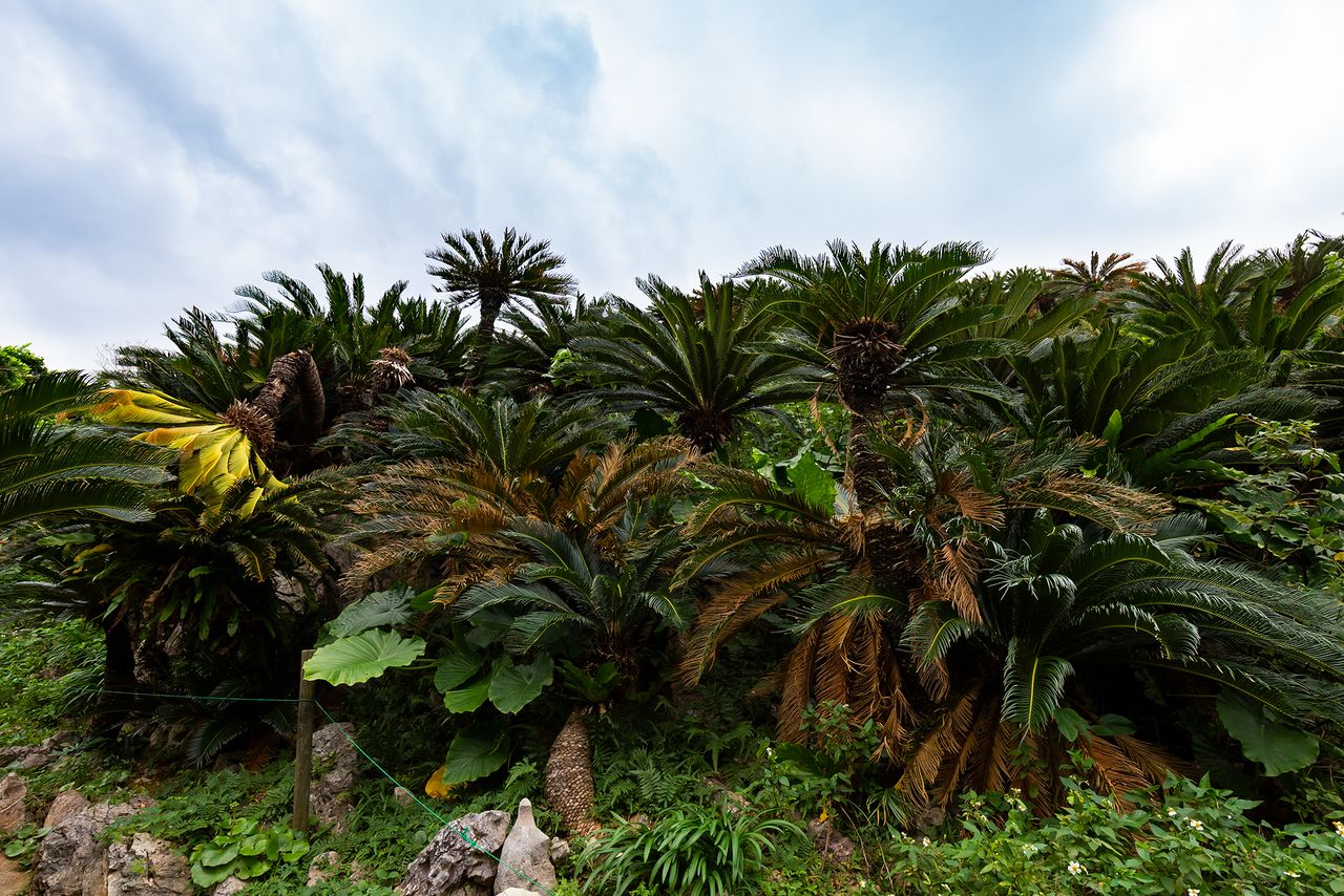 Cycads, some 60,000 in all, grow in colonies at Daisekirinzan.