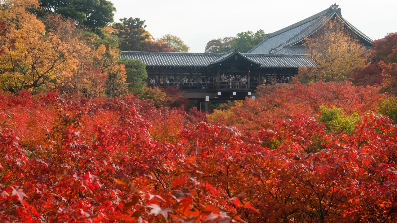 Tōfukuji Temple Kyotos Most Picturesque Autumn Site - 