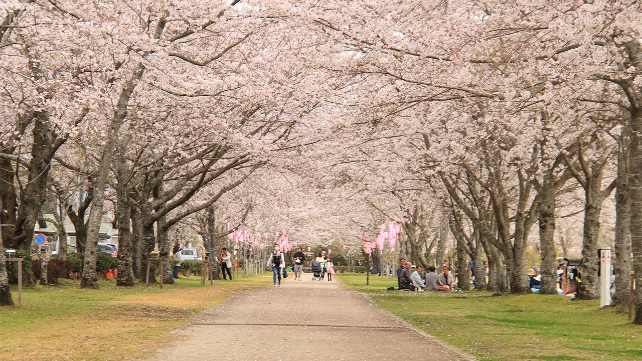 Japan's Top 100 Blossoms: Tadamoto Park (Kagoshima) | Nippon.com