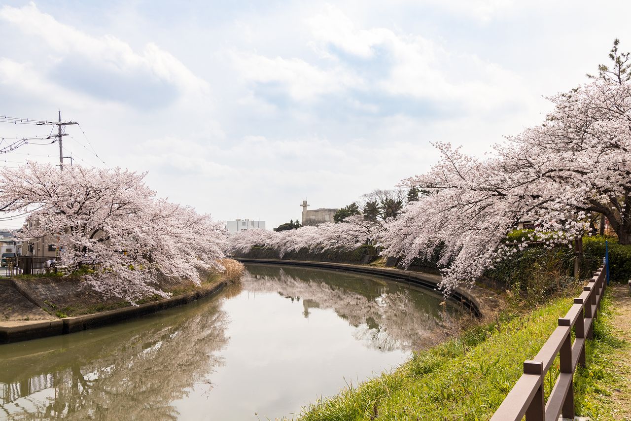 Cherry trees bloom on the banks of the Ayase River.