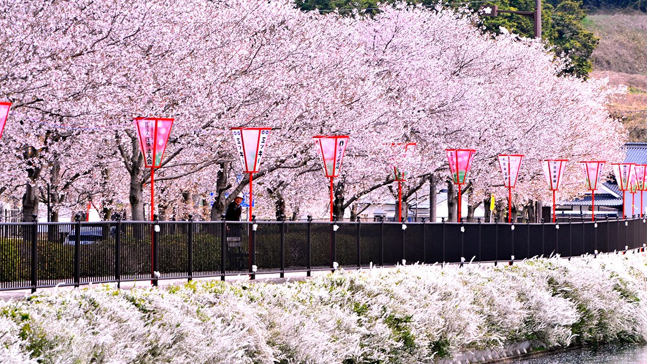 Japan's Top 100 Blossoms: Ueno Park (Hiroshima) | Nippon.com
