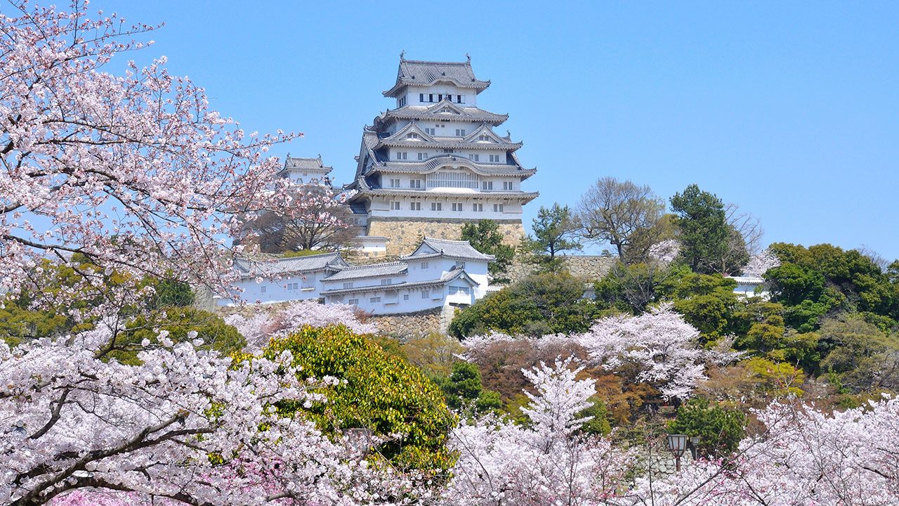 Japan's Top 100 Blossoms: Himeji Castle (Hyōgo) | Nippon.com