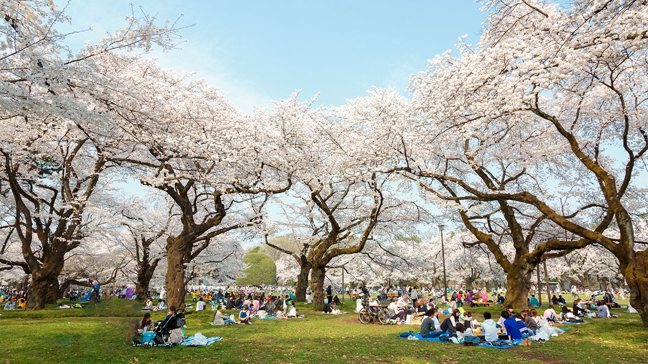Japan’s Top 100 Blossoms: Koganei Park (Tokyo)