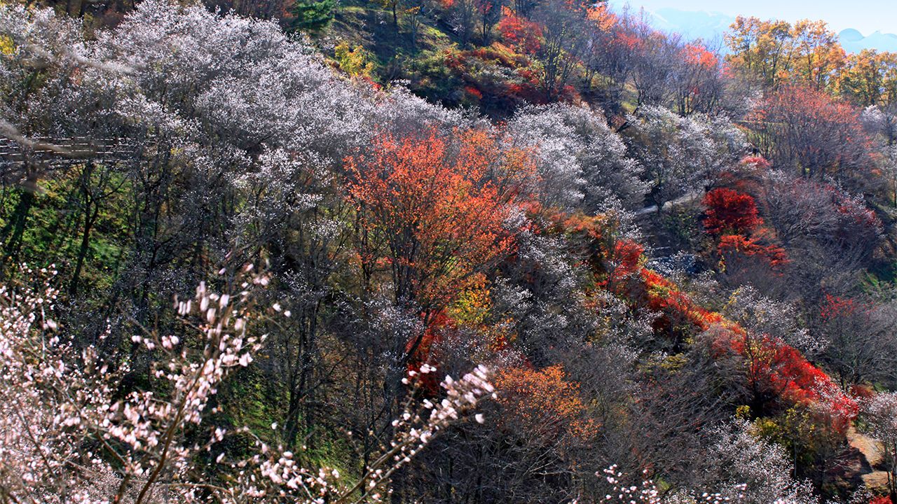 Japan's Top 100 Blossoms: Sakurayama Park (Gunma) | Nippon.com