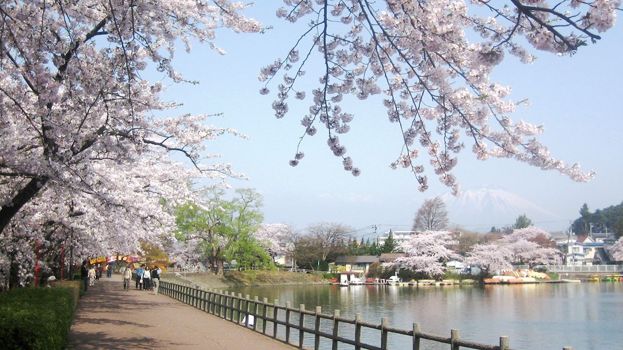 Japan s Top 100 Blossoms Takamatsu Park Iwate Nippon