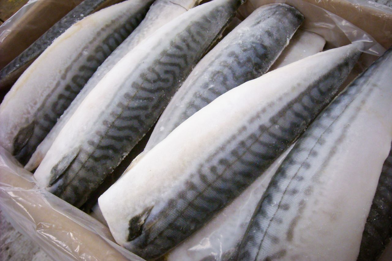 Japan imports large volumes of filleted Norwegian mackerel. (© Kawamoto Daigo)