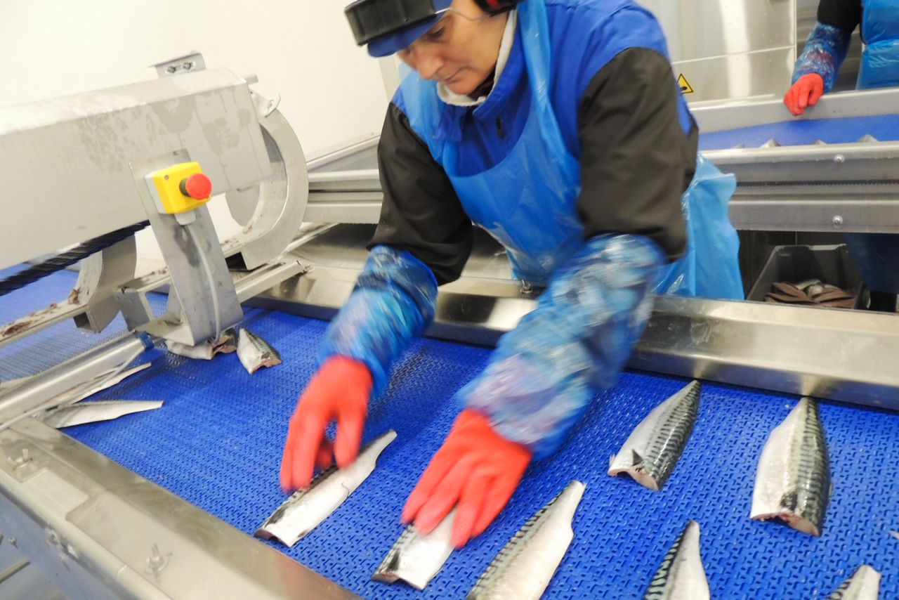 A worker swiftly process mackerel at the Ålesund plant. (© Kawamoto Daigo)