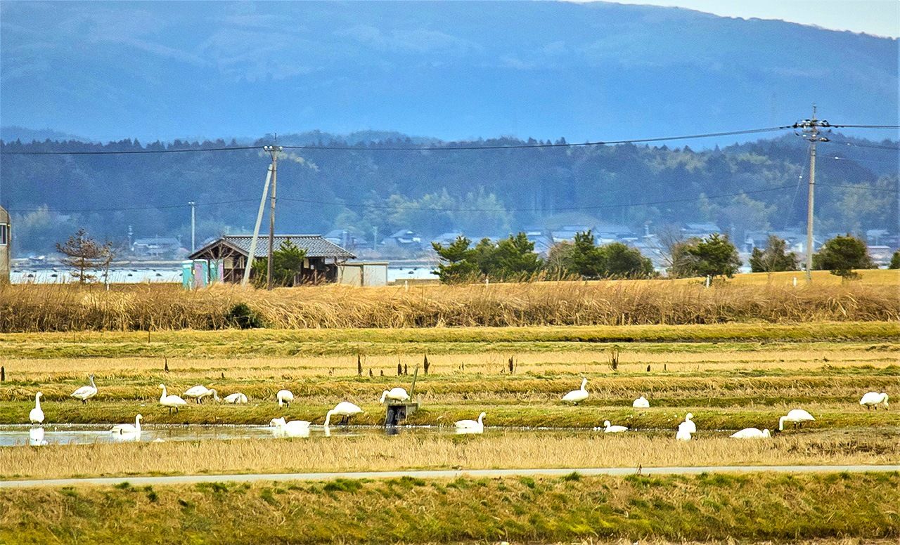 Migrating swans winter on marshland around Nanao Bay.
