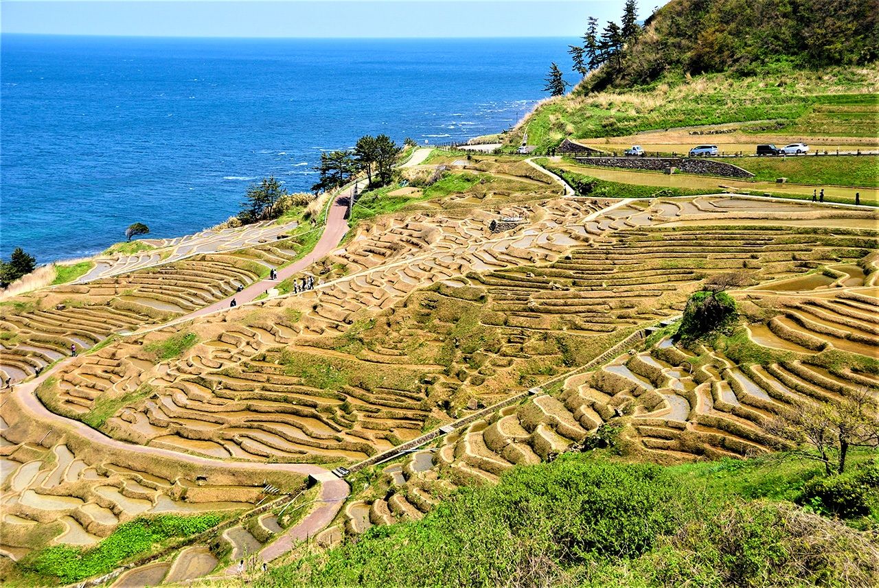 The four-hectare slope facing the sea holds 1,004 rice paddies, the smallest of which is only 50 centimeters square. All the work, from planting seedlings to harvesting the rice, is done by hand, as the paddies are too small to accommodate farm machinery. (© Pixta)
