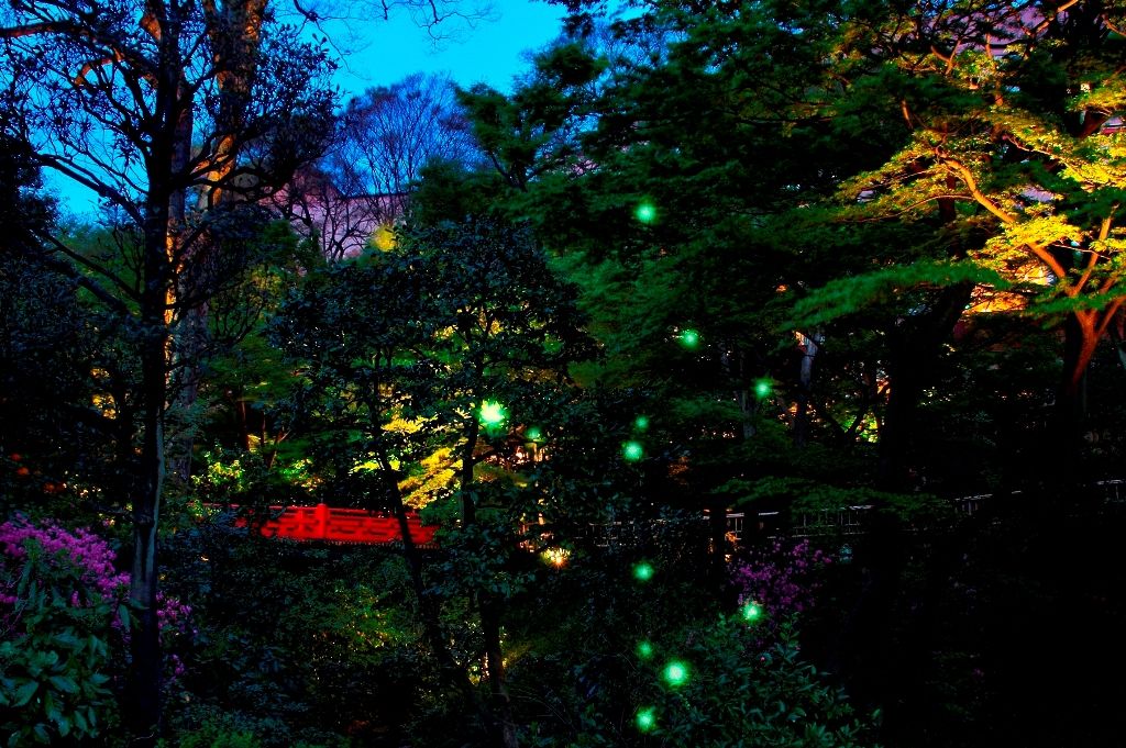 The sight of fireflies with the red Benkei Bridge in the background creates a magical effect. (Photo courtesy of Chinzansō)