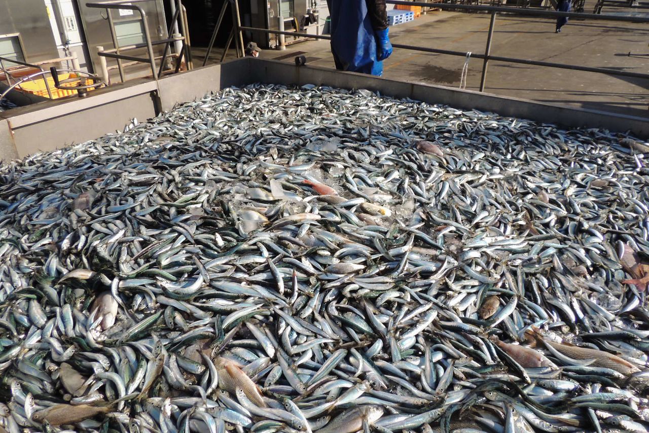 Large catches of smaller-sized mackerel and sardines are marked for uses other than human consumption. (© Kawamoto Daigo)