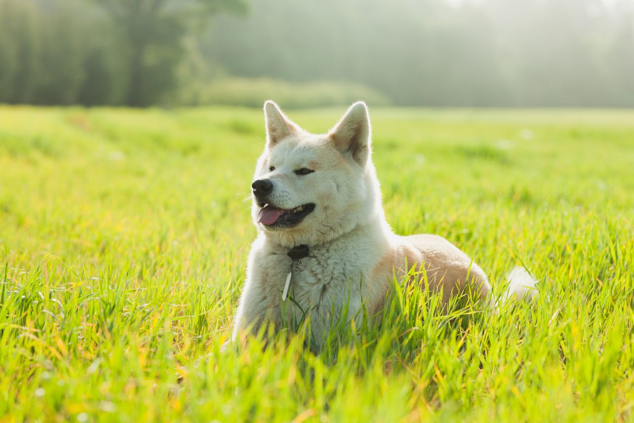 The Akita-inu is a breed of dog originating in the prefecture. (© Pixta)
