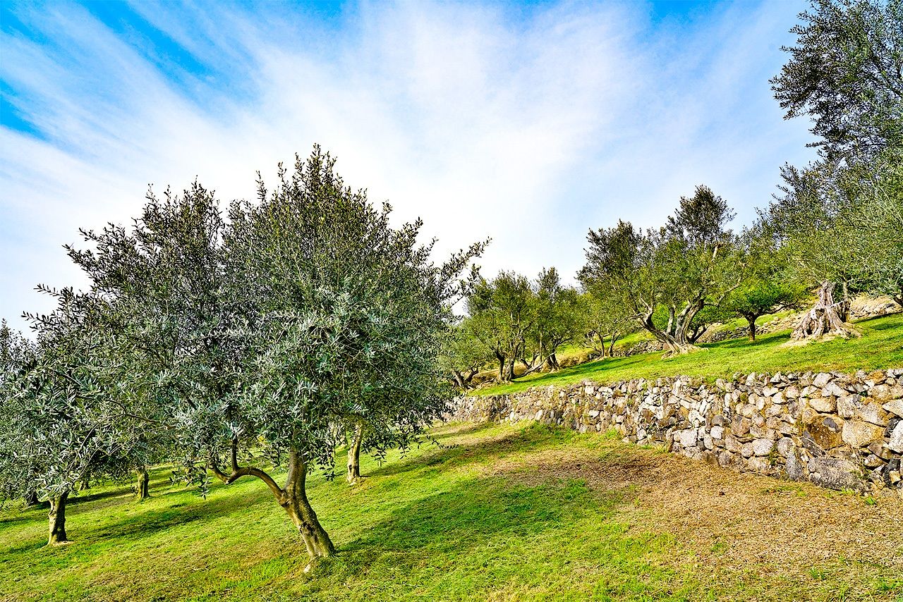 An olive orchard on the island of Shōdoshima. (© Pixta)
