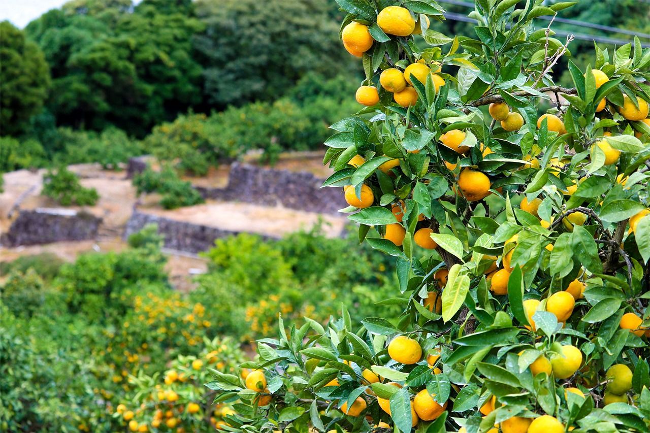 Ikiriki is a well-known brand of mandarin orange from Nagasaki. (© Pixta)