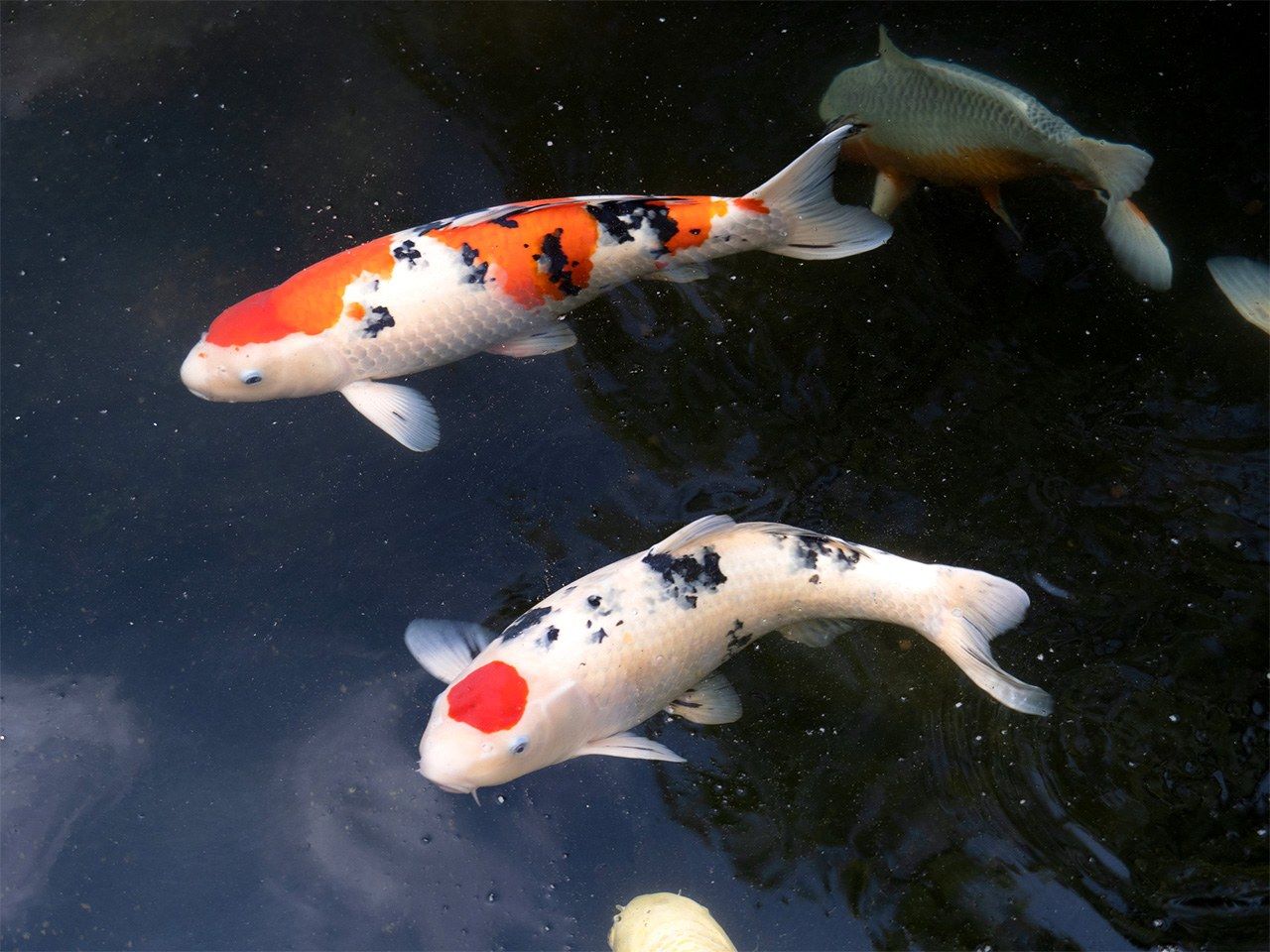 Nishikigoi were first farmed for food, but later gained appreciation for their varied colors. (© Pixta)