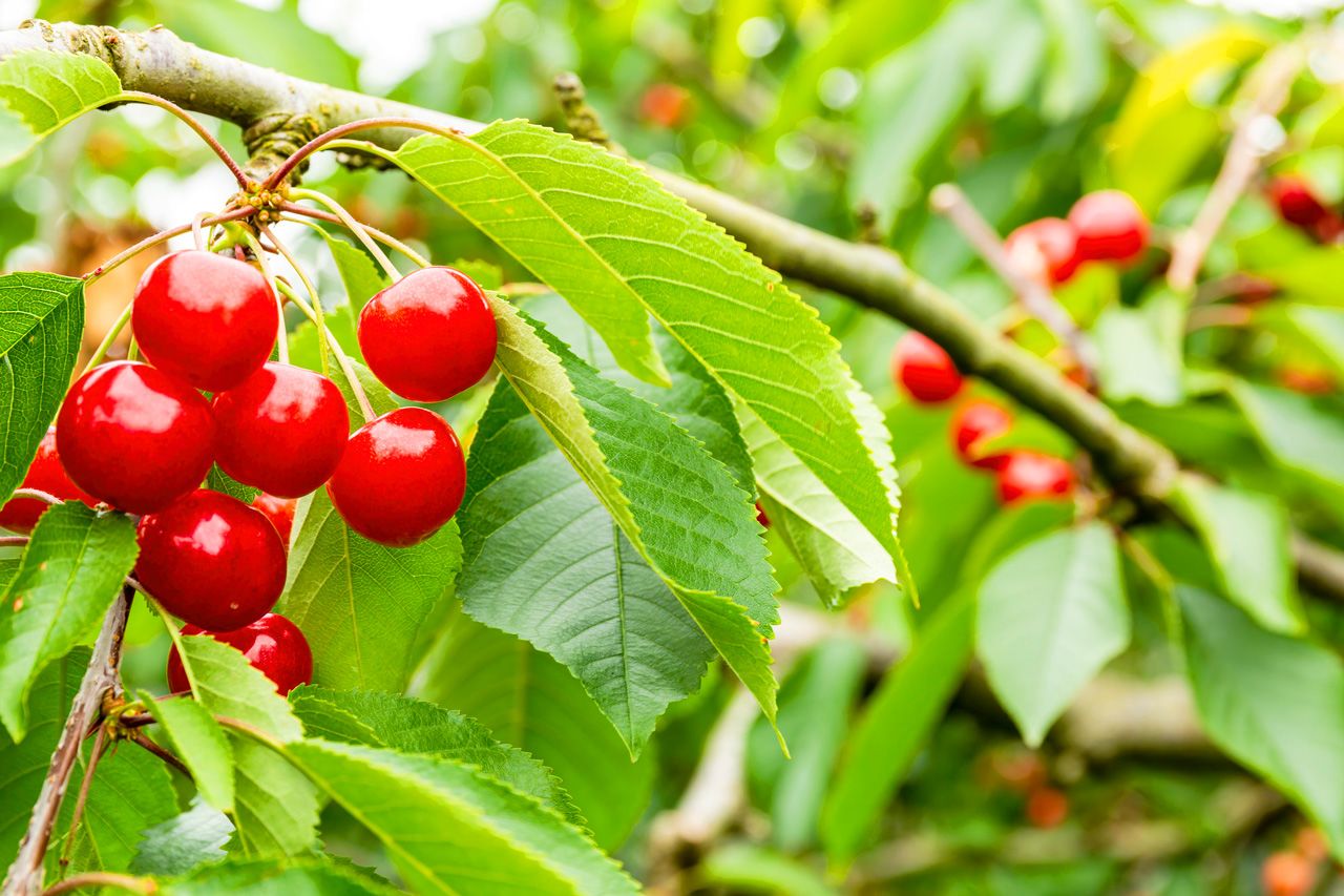 Yamagata is famed for its cherries. (© Pixta)