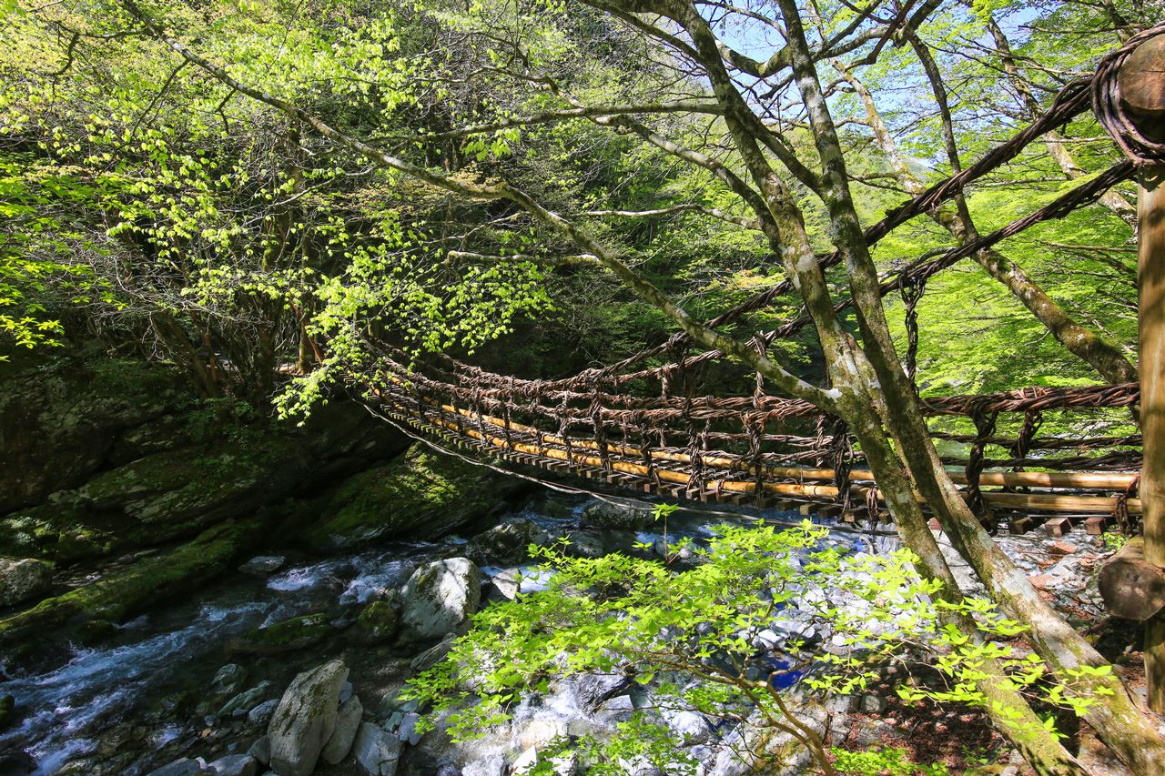 A traditional kazura suspension bridge made from vines spans the Iya valley. (© Pixta)