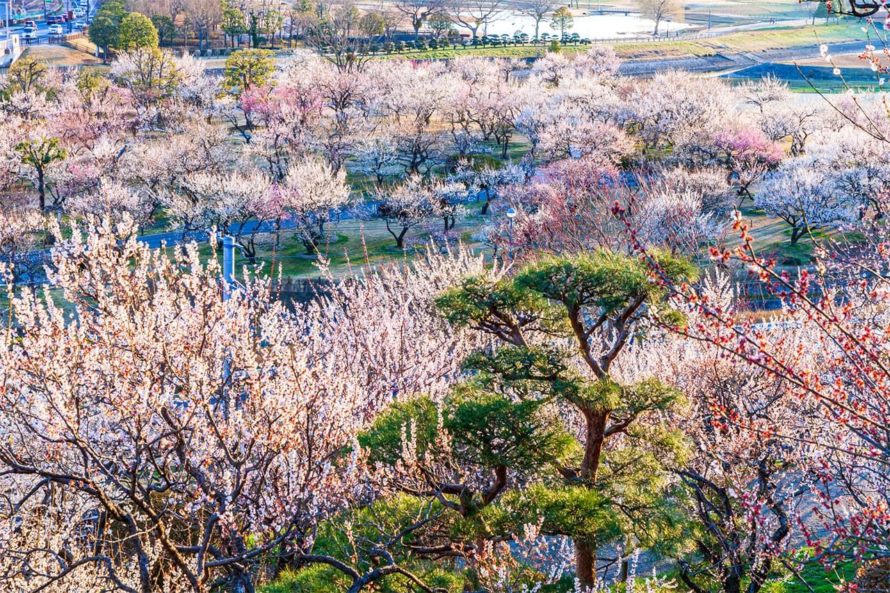 The garden Kairakuen is particularly famed for its thousands of plum trees, of some 100 varieties. (© Pixta)