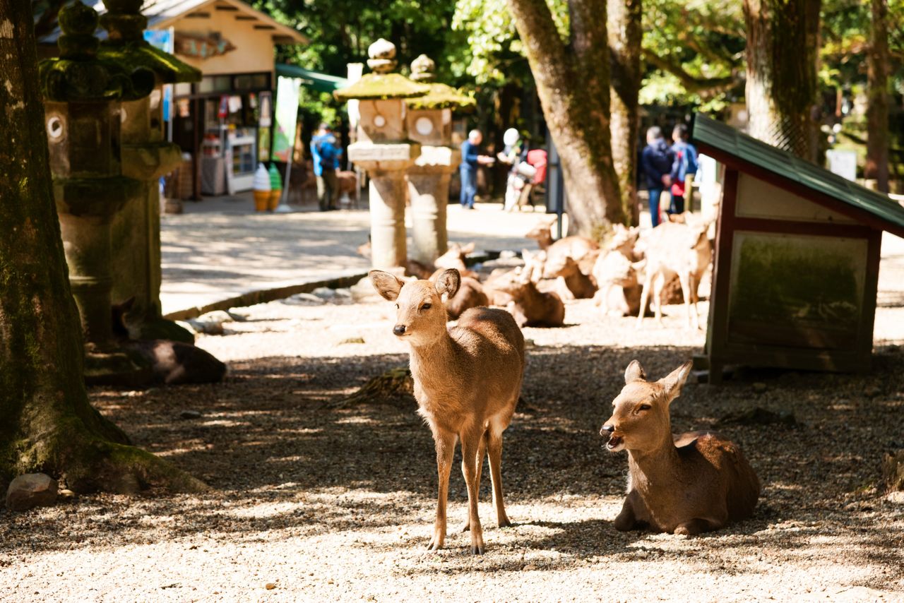 There are about 1,200 deer living in and around Nara Park.