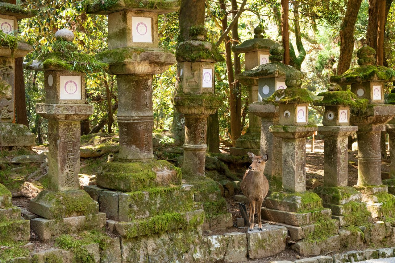 Moss-covered stone lanterns stand along the approach to the shrine. Deer can often be seen peeking out from the surrounding scenery.
