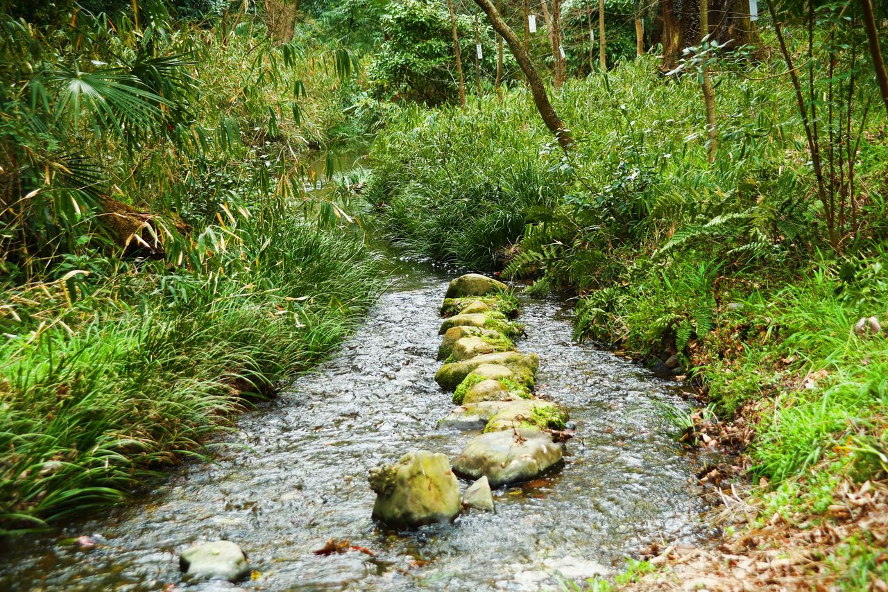 In early June, a gathering takes place to view fireflies released in this stream. (© Edit Plus)