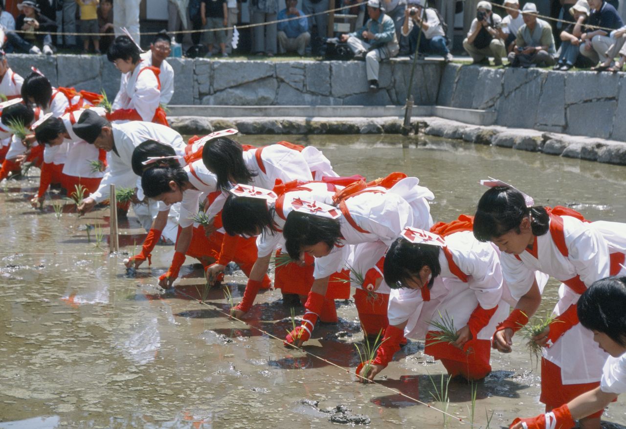 At the rice planting Otauesai ritual, 16 saotome, or rice planting maidens, wear red and white paper noshi charms on their heads as they plant rice seedlings. (© Haga Library)