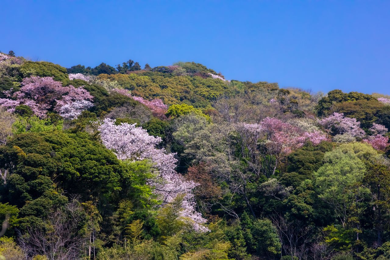 Mount Rokkokuken soars above Kita-Kamakura Station. (© Harada Hiroshi)