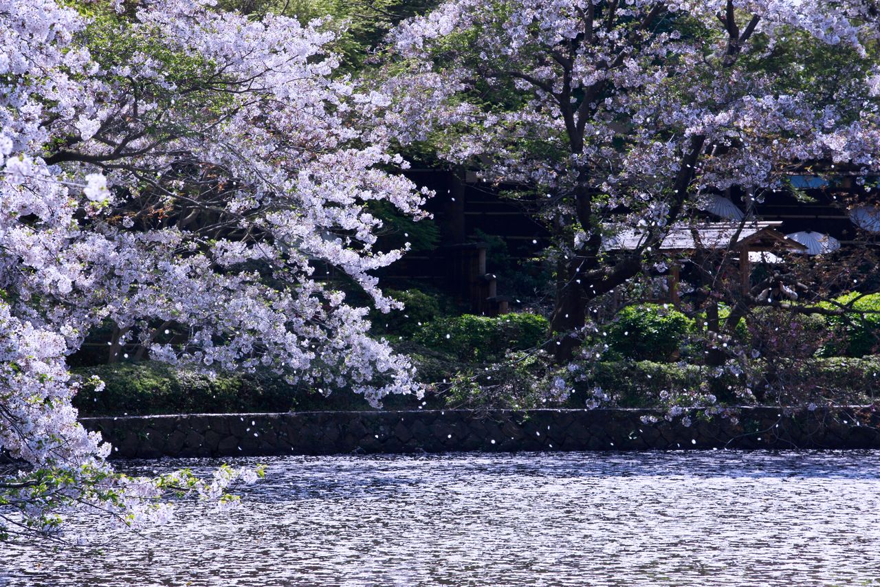 The Genji Pond sporting a layer of pink pedals. (© Harada Hiroshi)
