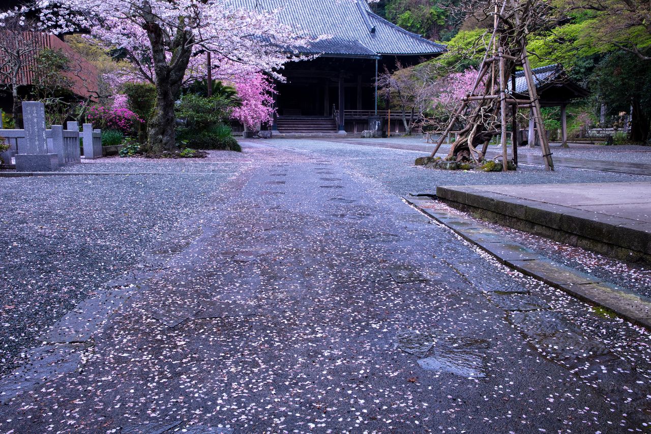 A carpet of pink pedals paves the path from Myōhonji’s Soshidō. (© Harada Hiroshi)