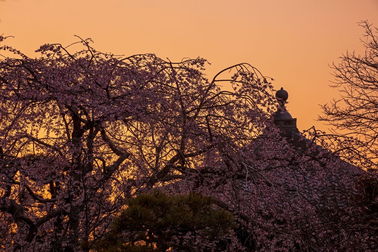 Hongakuji’s shidarezakura at dusk. (© Harada Hiroshi)