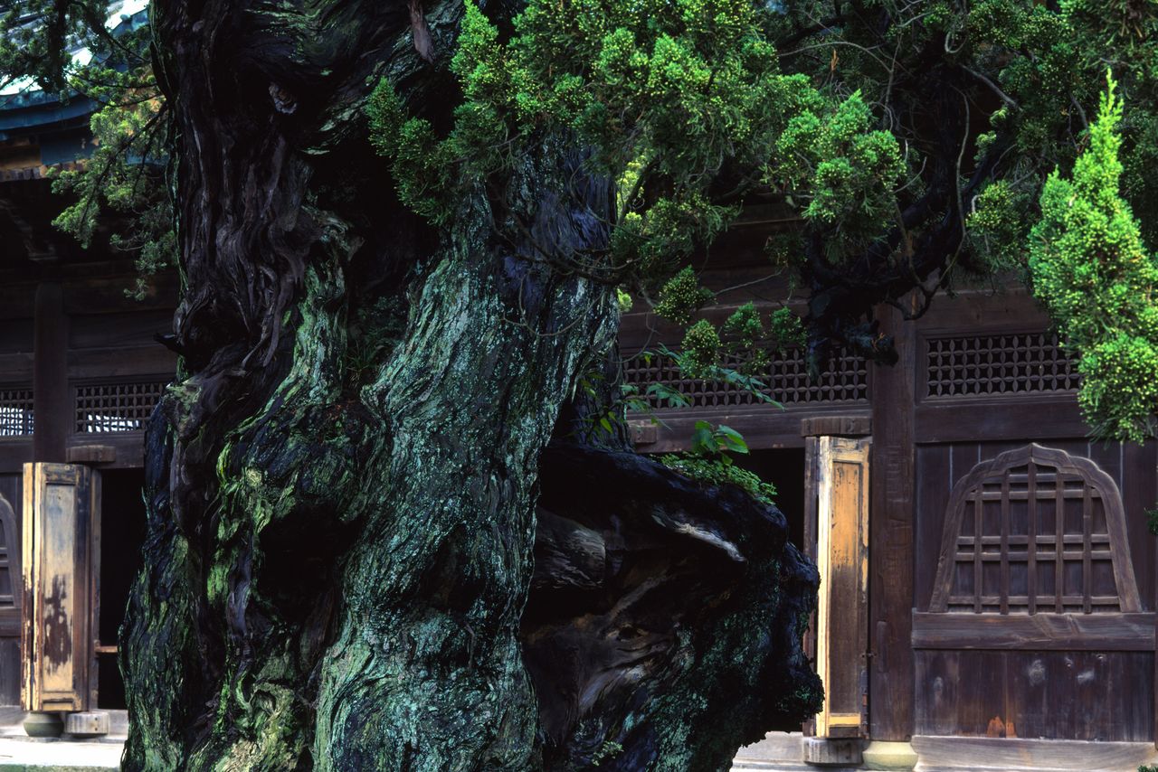 Giant Chinese juniper trees line the temple’s approach. (© Harada Hiroshi)