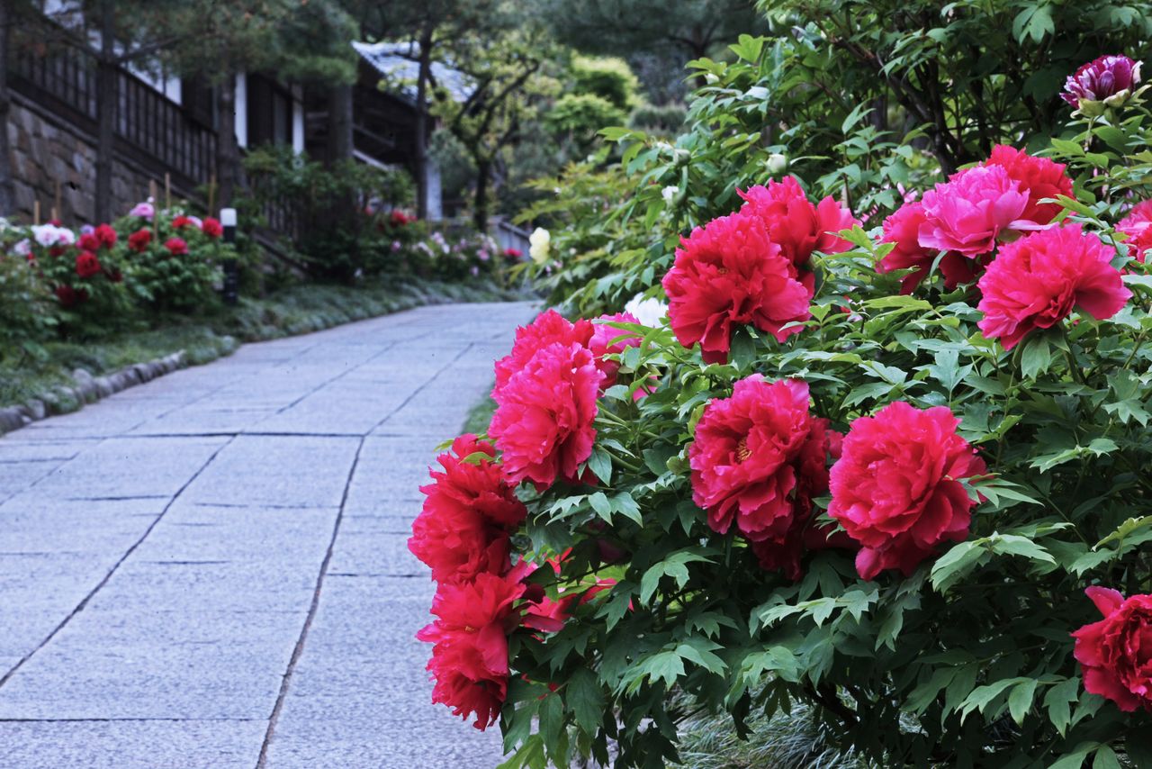 The path to the meditation hall opens to the public briefly in spring when the tree peonies are in bloom, allowing visitors a rare view of this usually private space. (© Harada Hiroshi)