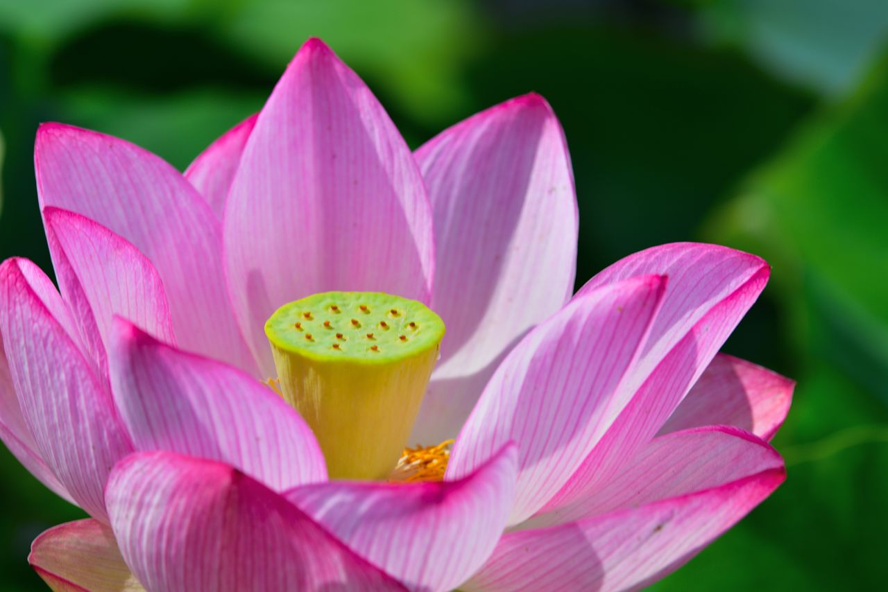 A lotus grown from seeds that were 2,000 years old. (© Pixta)
