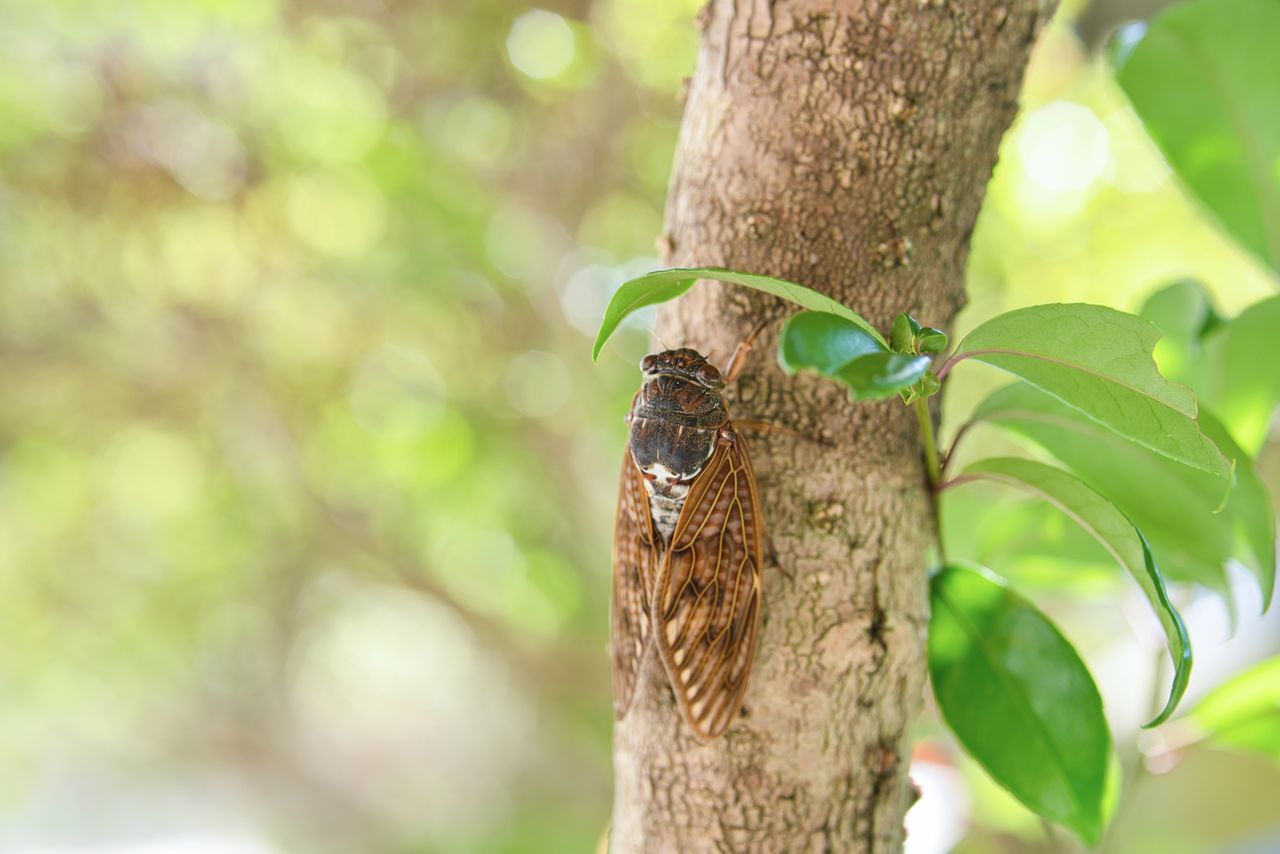 An aburazemi cicada. (© Pixta)